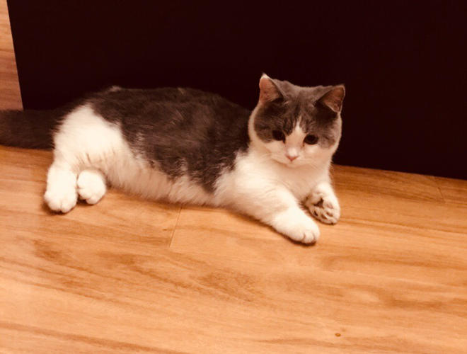 曼基康短腿猫是什么品种(短腿猫图集)