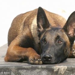 小狗摇尾巴是什么意思？看看爱犬感情表达的方