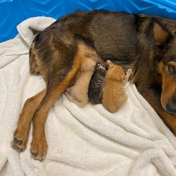 ​狗妈妈抚养了几只猫宝宝，很有爱心