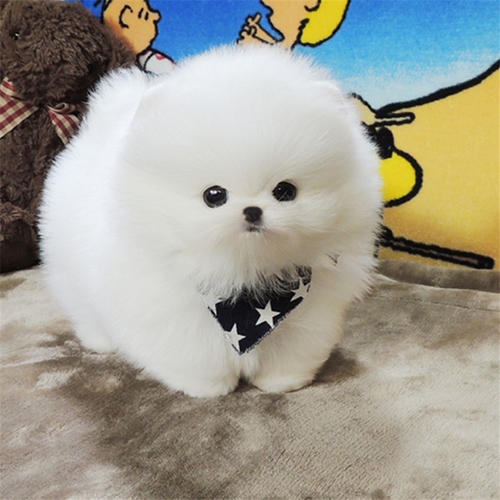 2020年北京犬多少钱