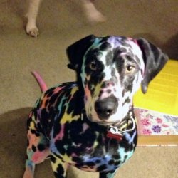 搞笑的狗狗图片和它的主人们