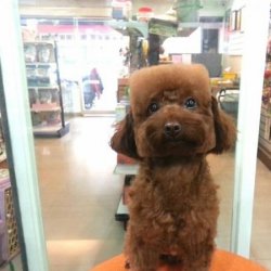 泰迪比熊方块头造型图片集合