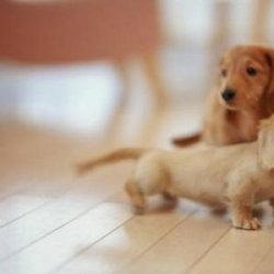 金毛犬如何挑选？这样的挑选方式记住