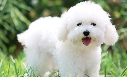 大白熊犬一般能长多大