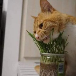 训练布偶猫绝不能操之过急