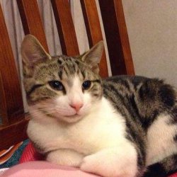 猫咪尿结石怎么办？