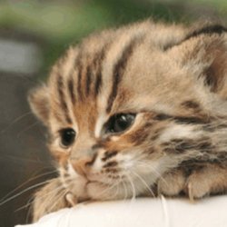 怎样纠正猫的夜游性？