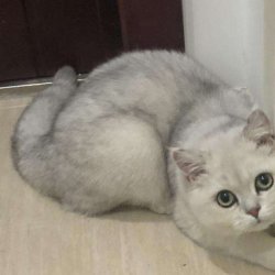 怎样训练暹罗猫最好？