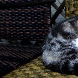 怎样驯服猫猫完全听你的话？