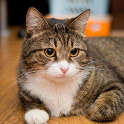 训练猫咪使用马桶的方法与步骤