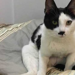 怎样训练猫咪正确地进行大小便？