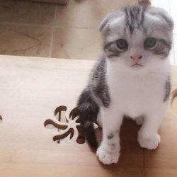 怎么训练猫咪上厕所？