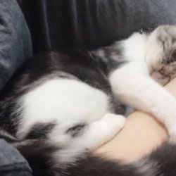 怎样训练暹罗猫与其他宠物共处？