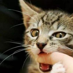 怎样训练缅甸猫？需要注意什么事项？