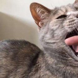 怎样训练猫咪装死？