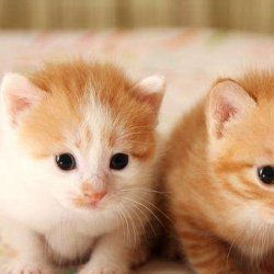 如何训练猫咪不要咬人？