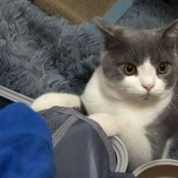 宠物猫之拉邦猫品种介绍