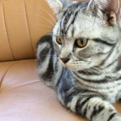 <b>宠物猫之伯曼猫（缅甸圣猫）品种介绍</b>