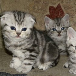 宠物猫之柯尼斯卷毛猫品种介绍