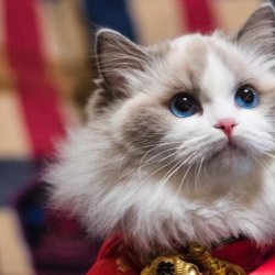 宠物猫之美国短尾猫品种介绍