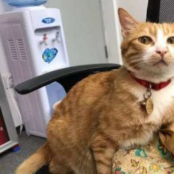 宠物猫之奥西猫品种介绍