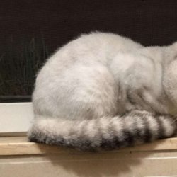 宠物猫之英国短毛猫品种介绍