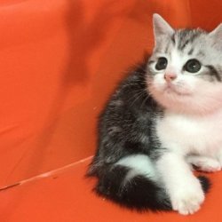 宠物猫之加菲猫品种介绍