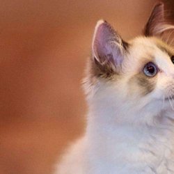 宠物猫之波斯猫品种介绍