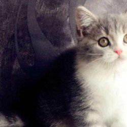 宠物猫之美国短毛猫品种介绍