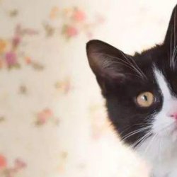 宠物猫之缅因猫品种介绍