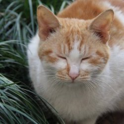 宠物猫之虎斑猫品种介绍，原产美国